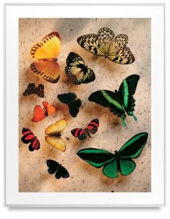 Leader Picture Frames